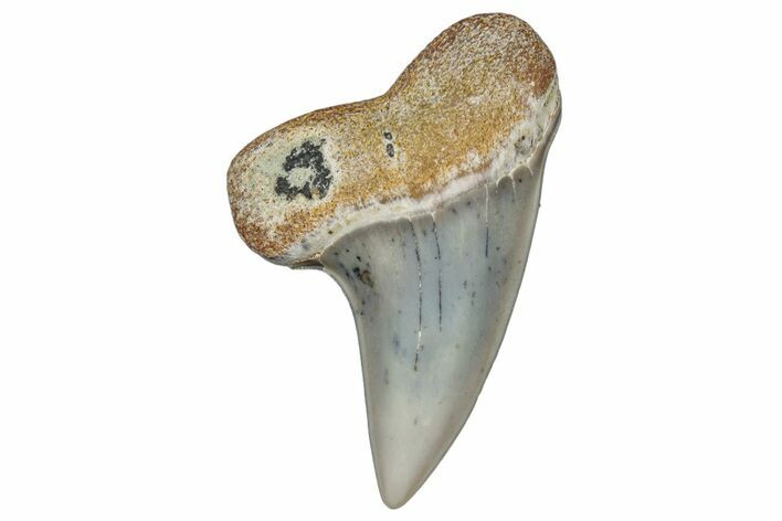 Fossil Shark Tooth (Carcharodon planus) - Bakersfield, CA #306843